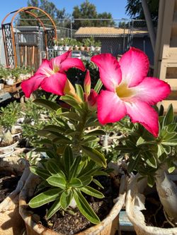 Desert Rose