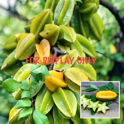 Plant Starfruit Tree