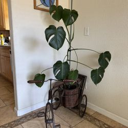 Monstera Plant In Bike Planter 