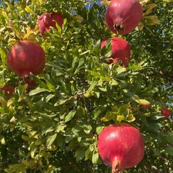 Organic Pomegranate