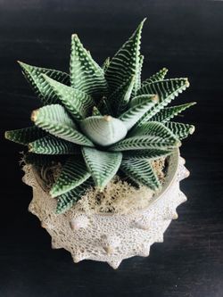 Haworthia Zebra Succulent Flowers plants home decor
