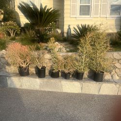 Firestick Plants 