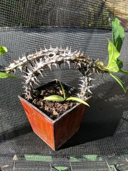 Corona De Cristo, Crown Of Thorns Cactus In Small Red Pot. With A Spider Plant In The Middle.