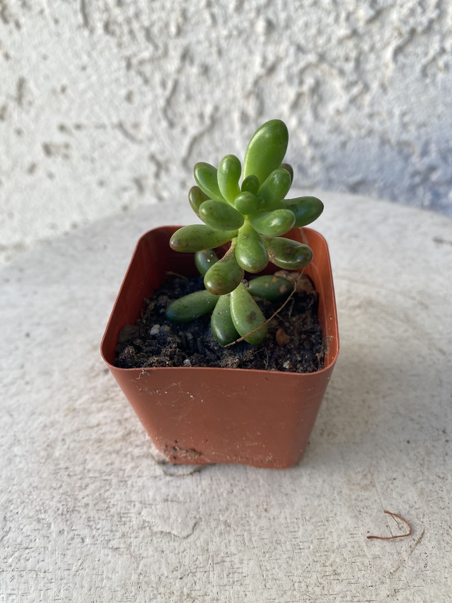 2 Inch Pot Succulent Plant - Sedum Rubrotinctum Aurora - Pink Jelly Beans - Rooted & Established Plant Drought Resistant -🪴Baby Shower Wedding Favors