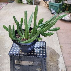 STAPELIA PLANT 10" PLASTIC POT