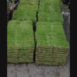 St Augustine Grass