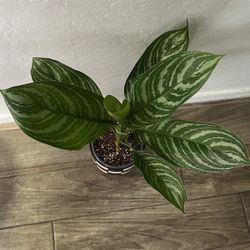 Aglaonema 'Stripes' (Chinese Evergreen)