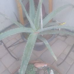 Yellow Flower Aloe Vera