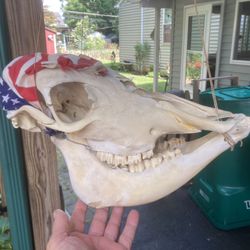 Cow Scull