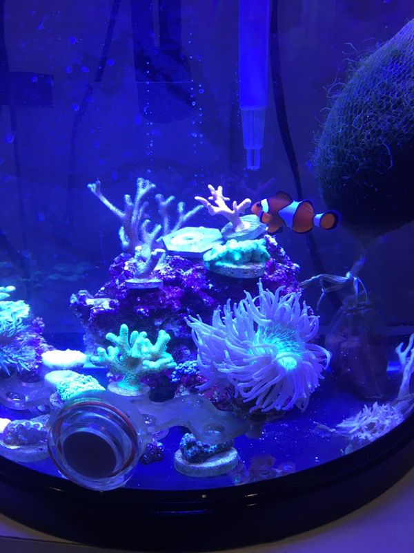 10 gallon all in one aquarium