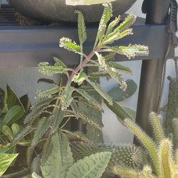 Kalanchoe Plant  In Pot