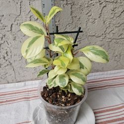Peperomia Obtusifolia Variegata Plant