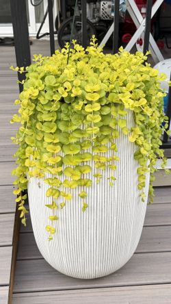 Creeping Jenny - Ceramic Planter included