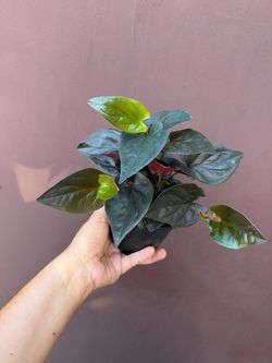4” syngonium llano carti