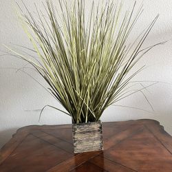 Decorative Plant