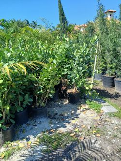 $23 Clusia privacy hedges on sale now