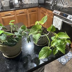 Plants Includes Pot / Garden / Plants 