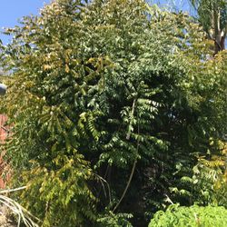 Curry Leave/plants