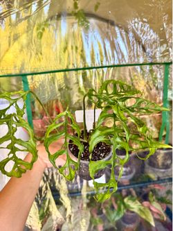 Monstera Obliqua Plant - 4inch #1
