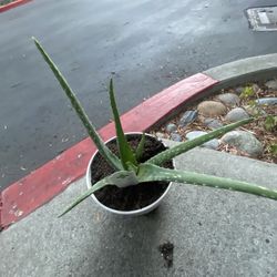 Aloe Vera Plant