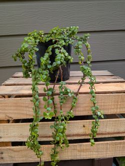 Portulacaria Afra Plant