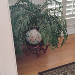 Decorative Plant With Antique Ceramic Pot