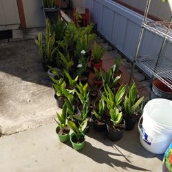 Plantas 