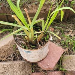 Planta Telimon