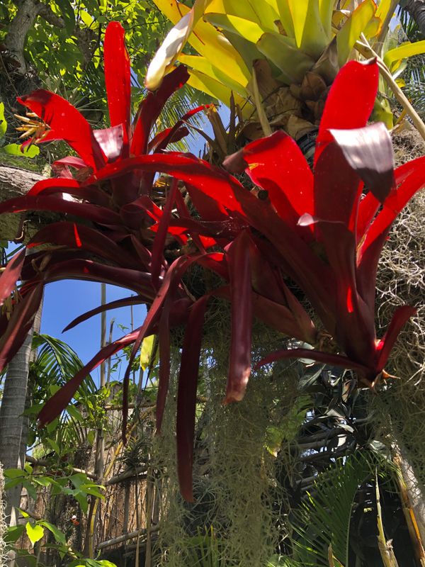tropical bromeliad - red neoregelia for sale in encinitas