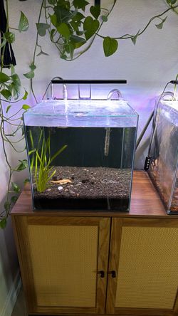 14 gallon cube aquarium