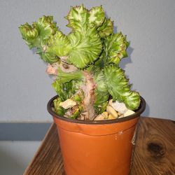 Brain Cactus - Easy To Care For!