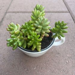 Homegrown cute jelly bean green succulent ceramic cup pot