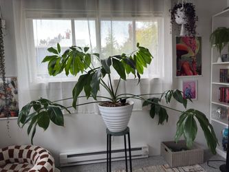 Huge Tropical Indoor Plant