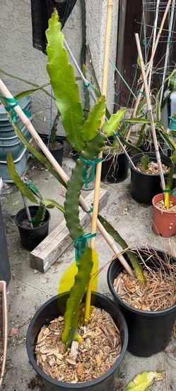 Dragon fruit plant-A5 Paco around 2ft