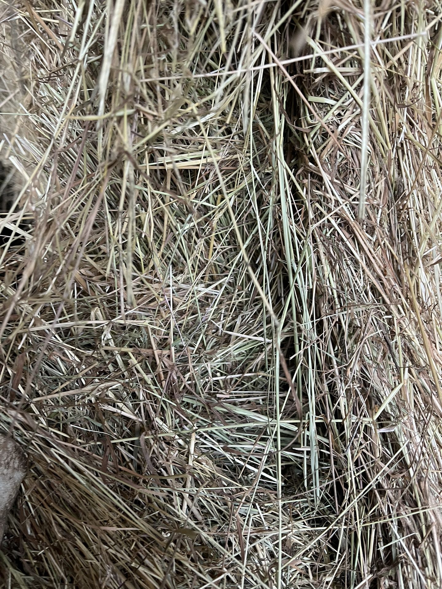 Grass Hay