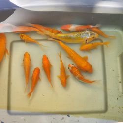 Lot of 15 Japanese Koi Fish Ornamental Pond Fish 3-7 Inches Butterfly & Standard Fin Koi Fish 