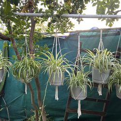 Plantas de sol y sombra con su colgadera son small $12 cada una