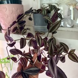 Tradescantia Zenbrina Pink Paradise 