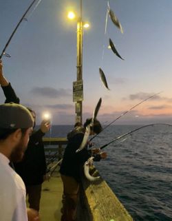 Sabiki rigs