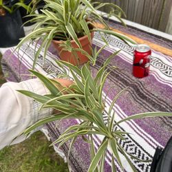 Reverse Variegated Spider “Airplane” Plant