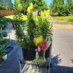 Small Medium & Larger ANNUALS & PERENNIAL FLOWERS - PLANT SALE THIS WEEKEND!  8-16-18