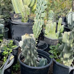 Cactus Different Varieties  5 Gal $35