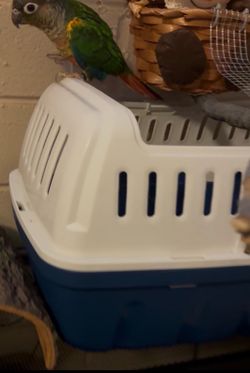 Cage for green cheek
