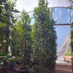 Ficus Nitida 25 Gallons 9ft Tall