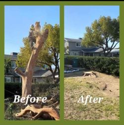 Palm Queen Tree W0rk