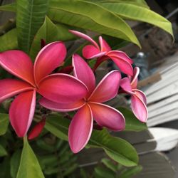 árbol de plumeria 10 pies 