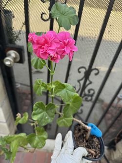 pink Trailing Geranium $6 For 1, $10 For 2