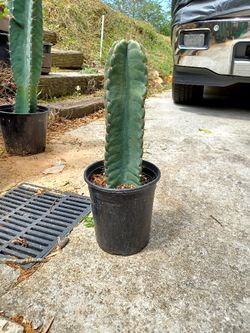 Ornamental Cactus For Sale