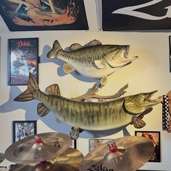 Fishing Taxidermy Musky
