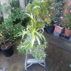 2 In 1 Plant